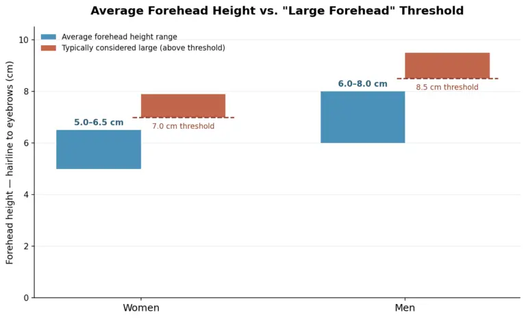 Chart comparing average forehead height in men and women with the threshold for a large forehead